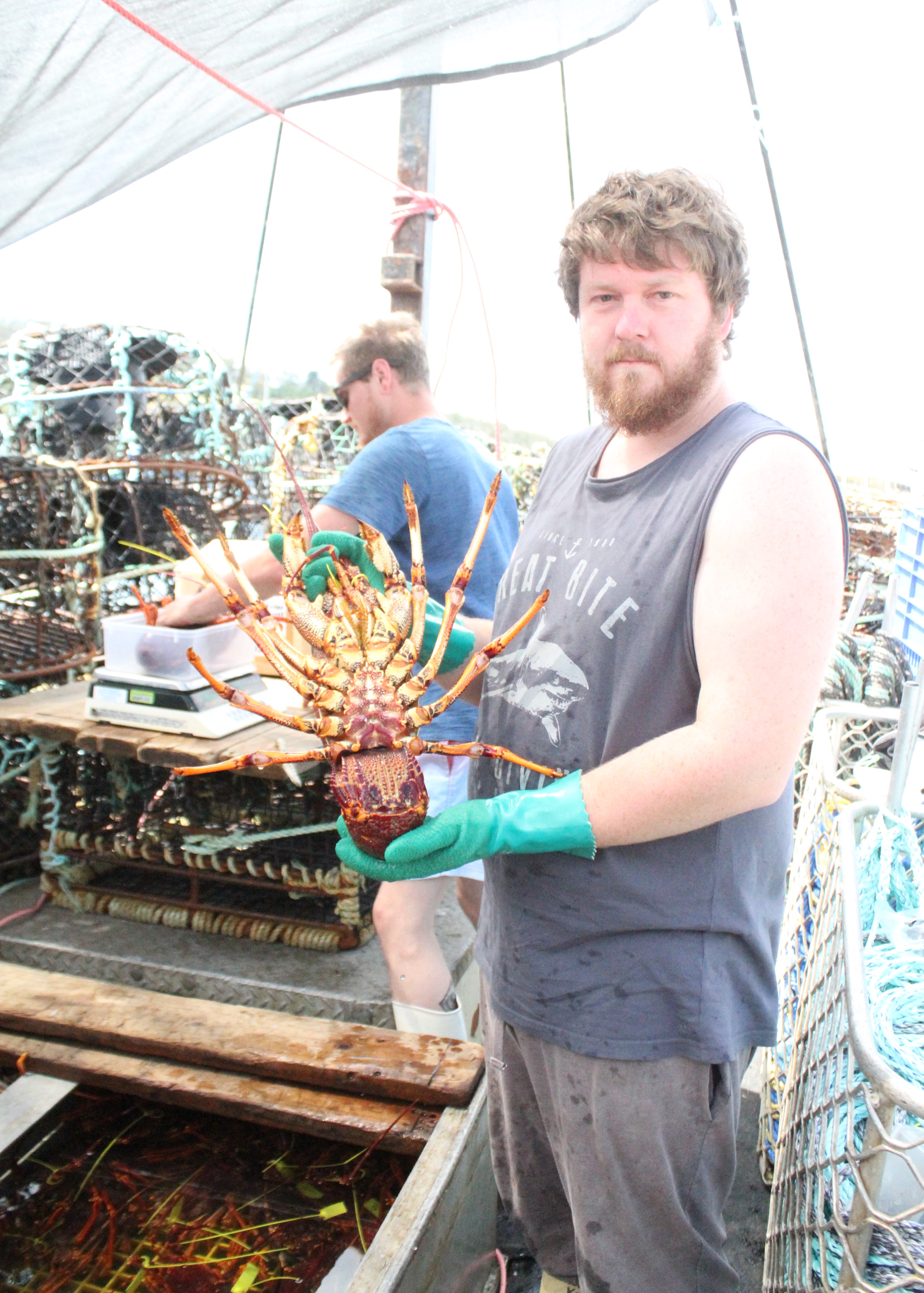 Rock lobster industry in limbo
